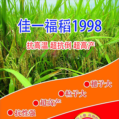 佳一福稻1998——佳一农科