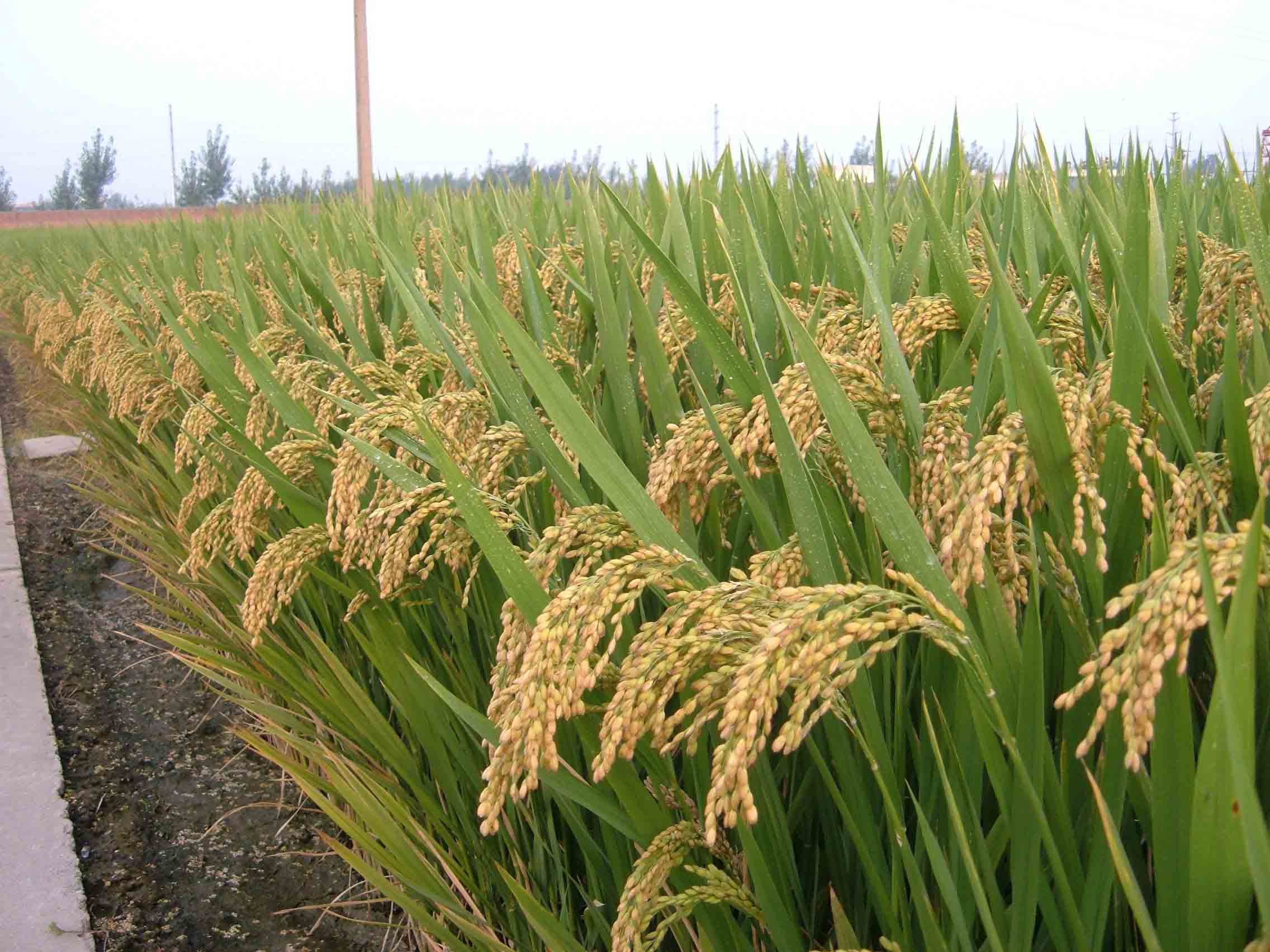 佳一金稻9588粳型杂交水稻品种