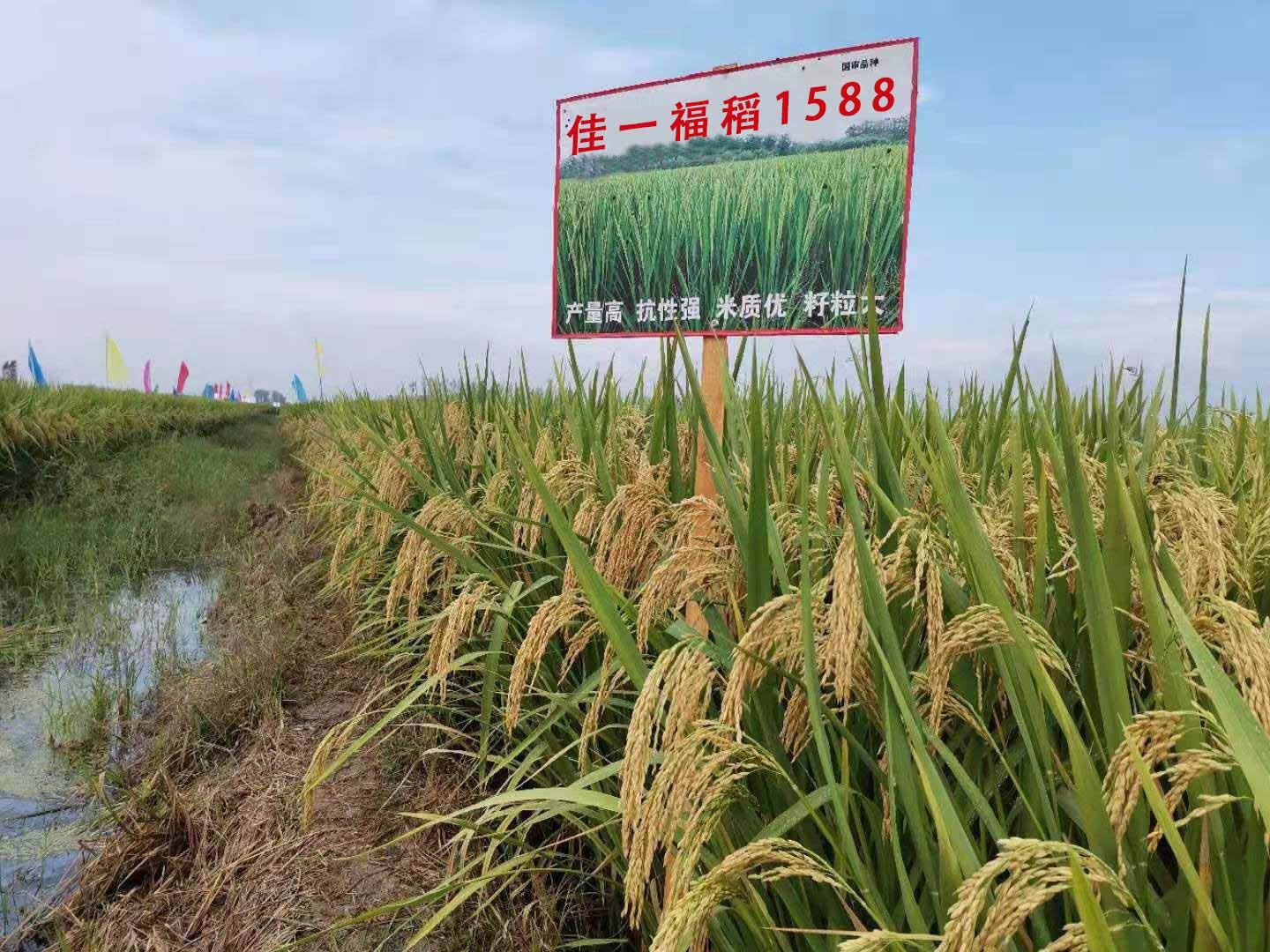 黑龙江省穗大粒多佳一福稻