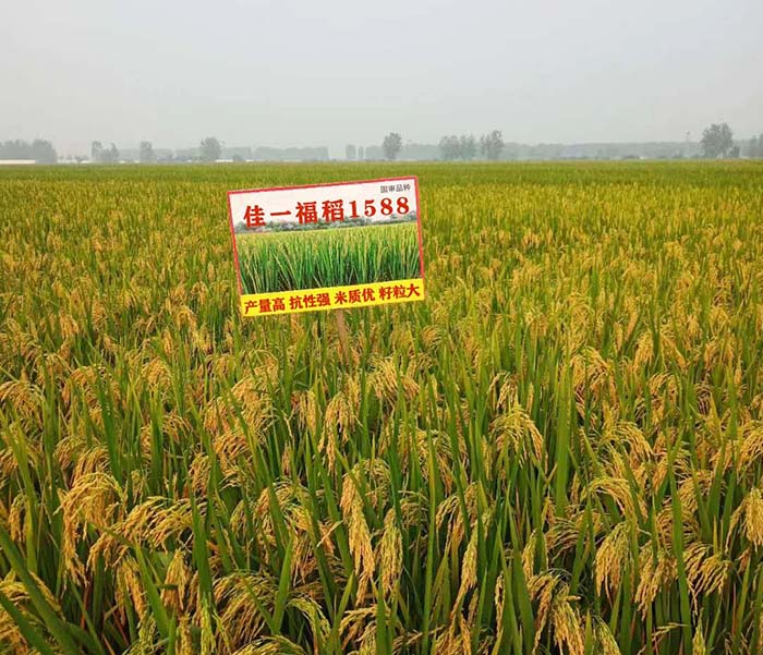 农产牧业 稻谷 >安徽省水稻种子品种品牌排行榜
