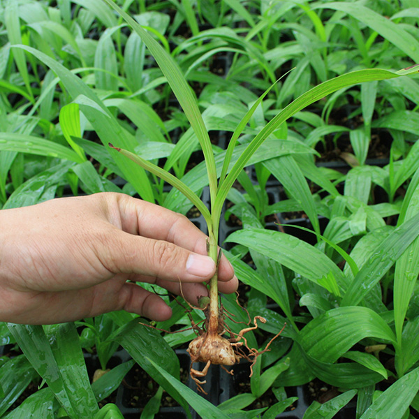 英武农业优质紫花白芨种苗