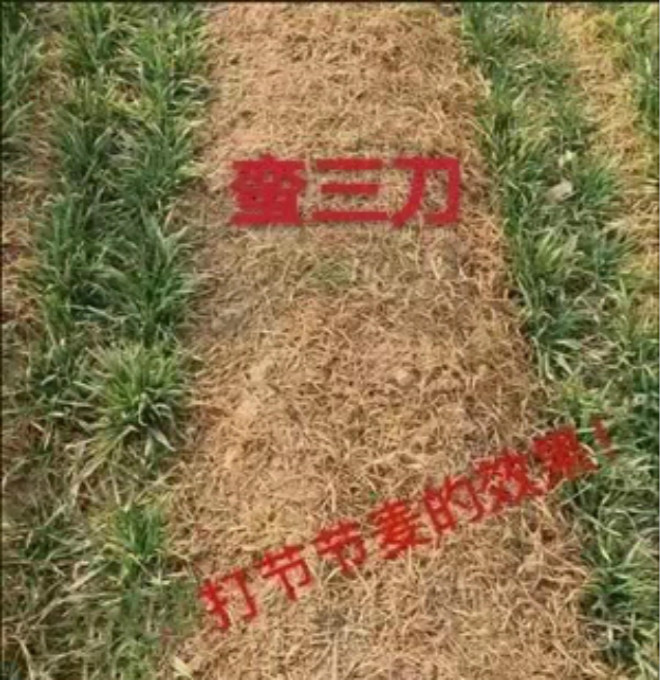 节节麦用什么除草剂好,用吉力安的蛮三刀效果吗?在