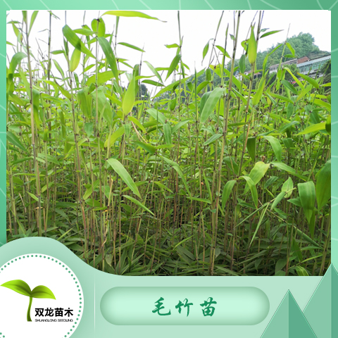 毛竹苗