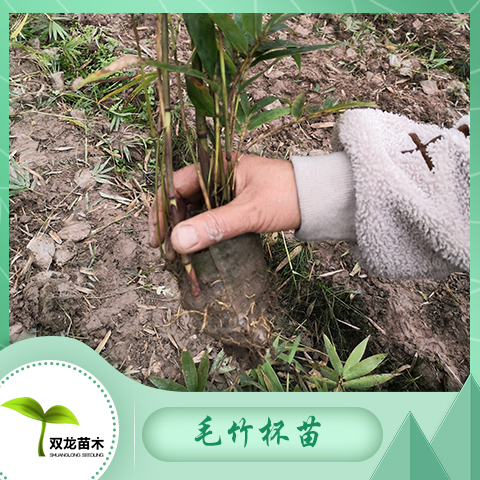 四川自贡楠竹小苗种植报价