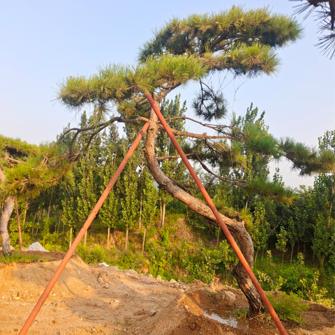 郑州造型景观松产地