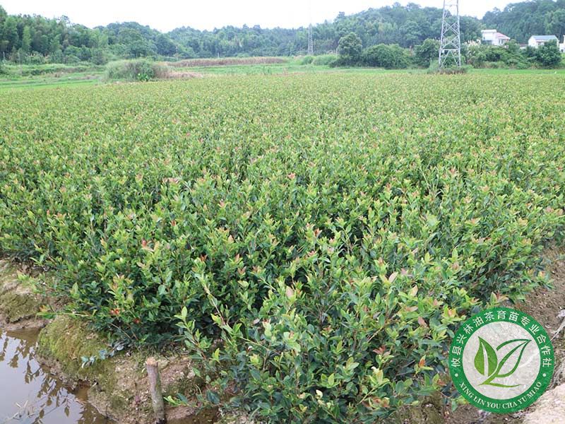 繁育,嫁接油茶苗高产良种示范基地近3000亩,可年育良种油茶苗几千万株