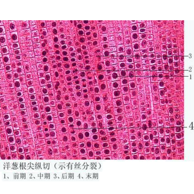 洋葱根尖纵切片