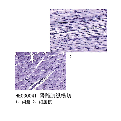 肌肉组织切片