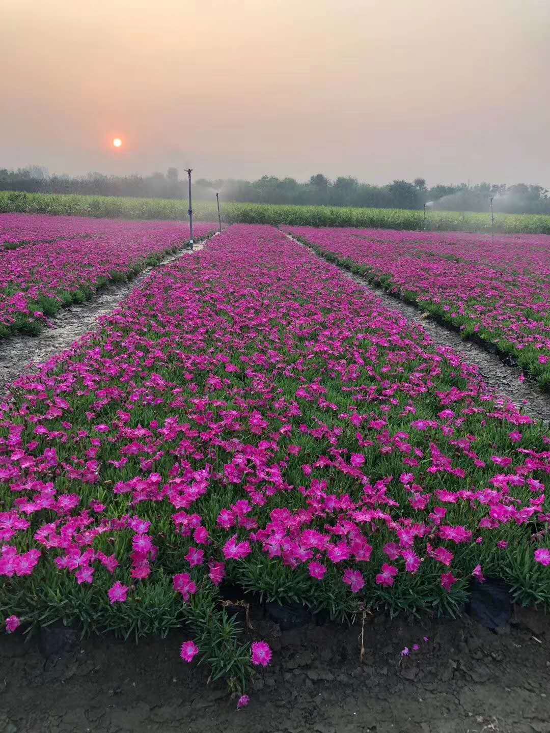 天津欧石竹销量,承揽花海建造