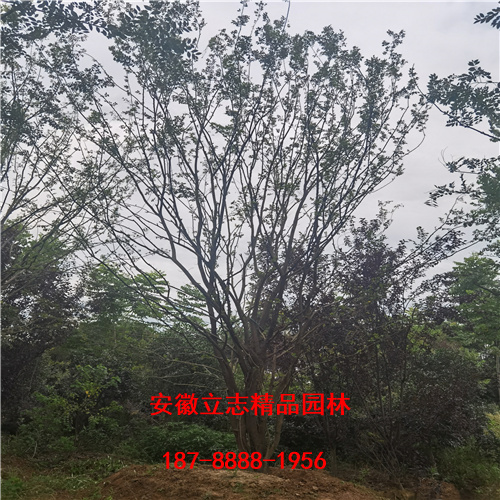 丛生红叶石楠树供应服务至上