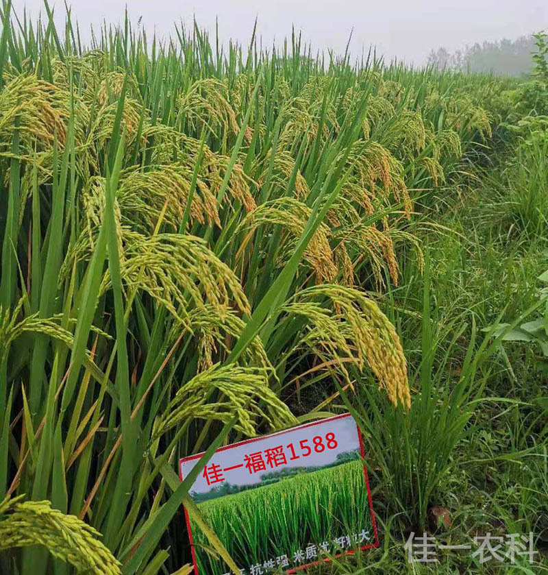 山西增产籼型杂交水稻