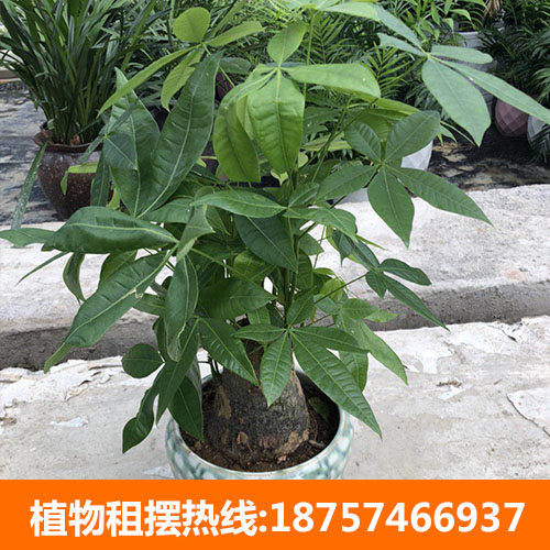 寧波花卉租擺需要注意什么_推薦碧海怡景園林綠化