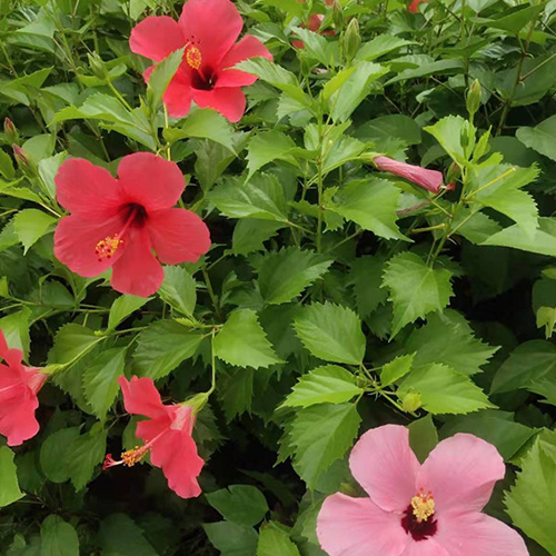 进口大红花(矮花朱槿)