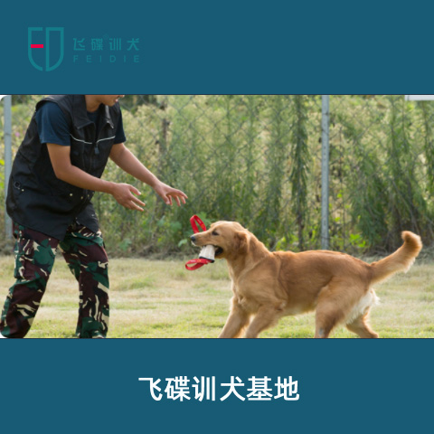 柴犬訓練學校