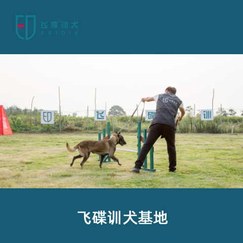 南陽訓練狗叼東西