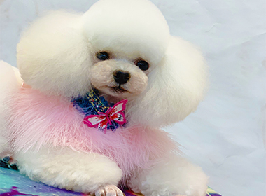 零基础也可以做造型的主人,实现宠物美容"随心所欲"!