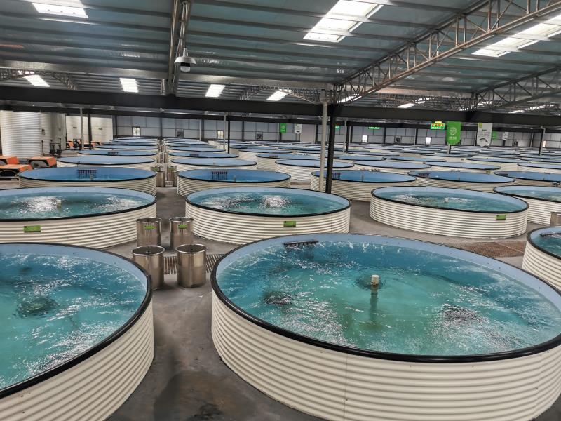 工厂化循环水养鱼