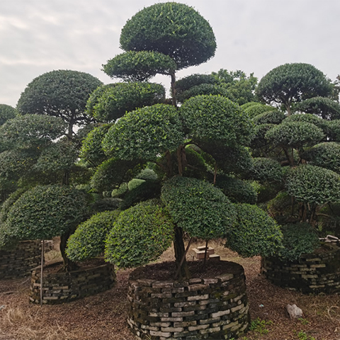 钟山造型日本冬青