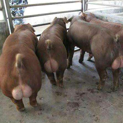 仔猪_供应商机_云盟在线