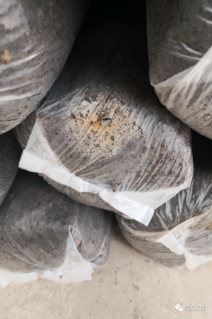 河北平菇增收厂家