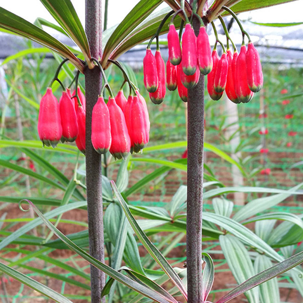 昆明英武农业红花滇黄精种苗