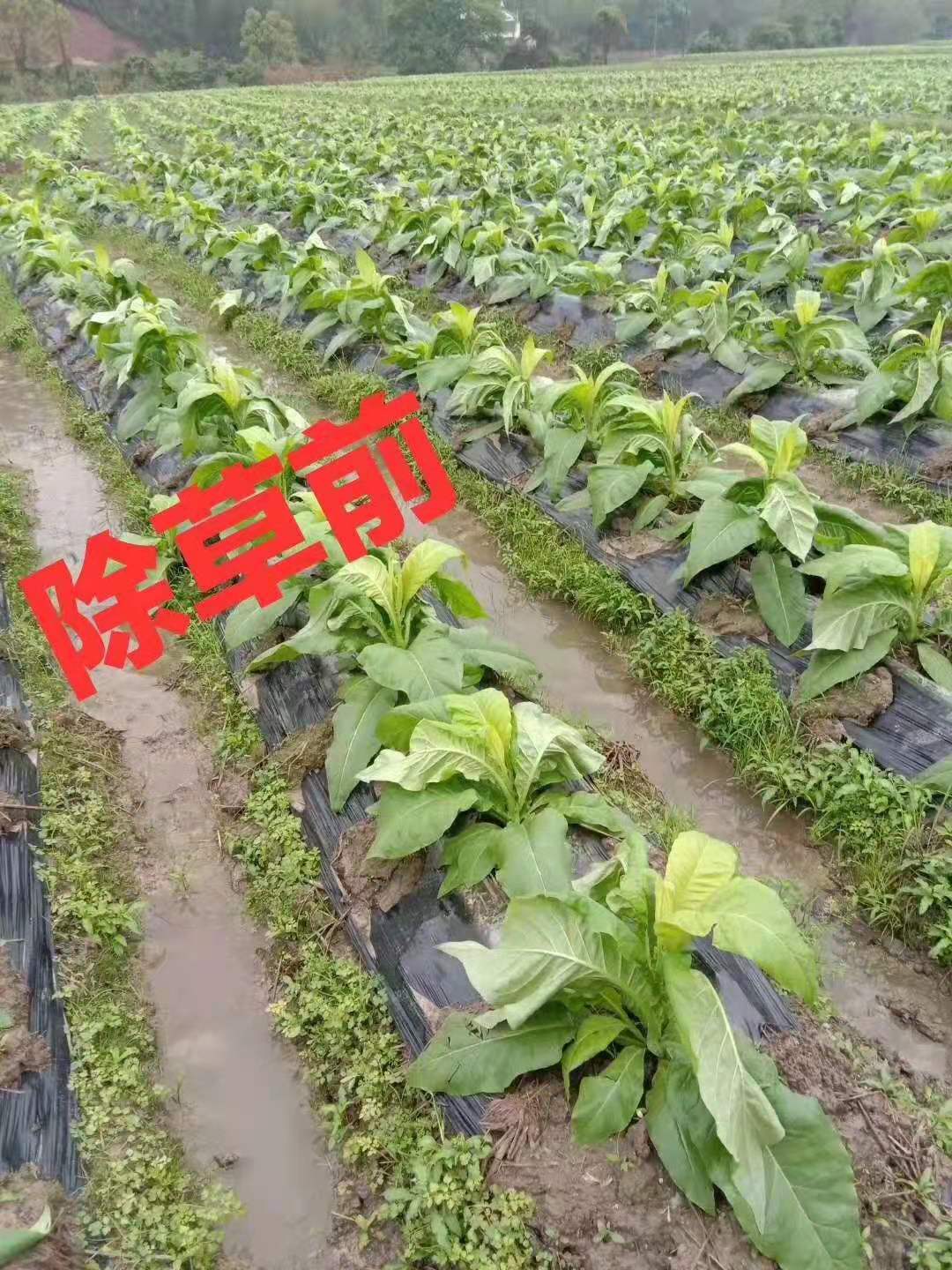 烟草田除草剂效果好吗?河南吉力安烟火火效果怎么样呢?