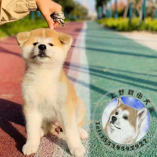 三个月秋田犬好养吗