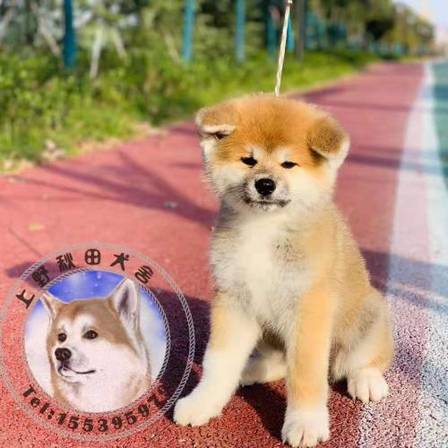 纯正秋田犬性格好