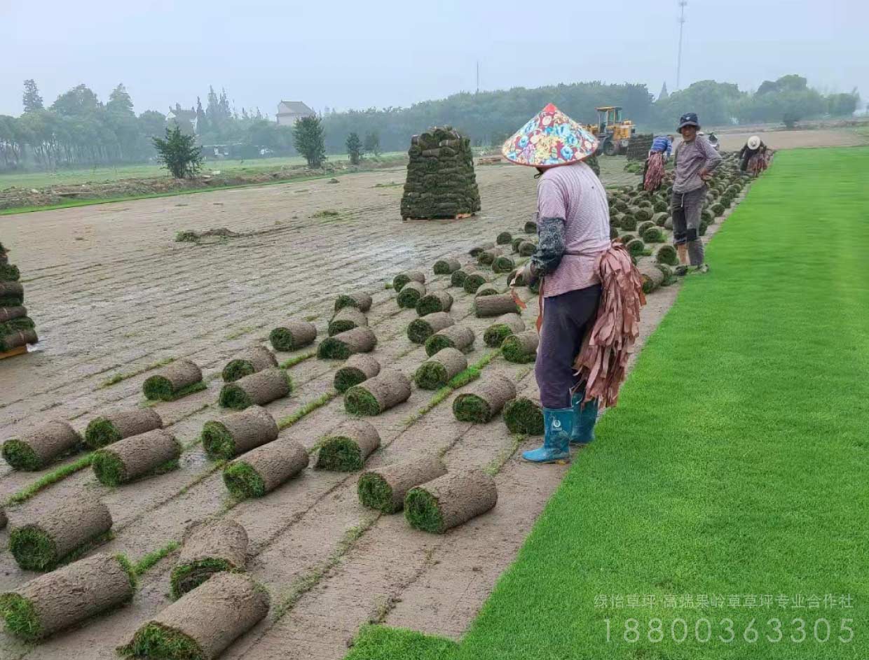 江蘇草坪別墅草坪基地工程