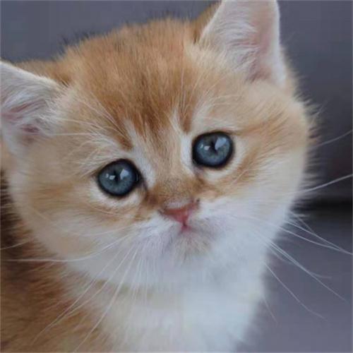 光明布偶猫_萌宠总动员