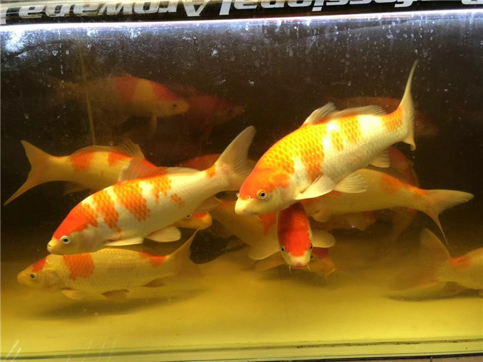适合家里养的观赏鱼 c2_20191128164720_32719.jpg
