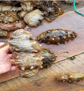 连云港海参定制多少钱公司有哪些澎龙海参