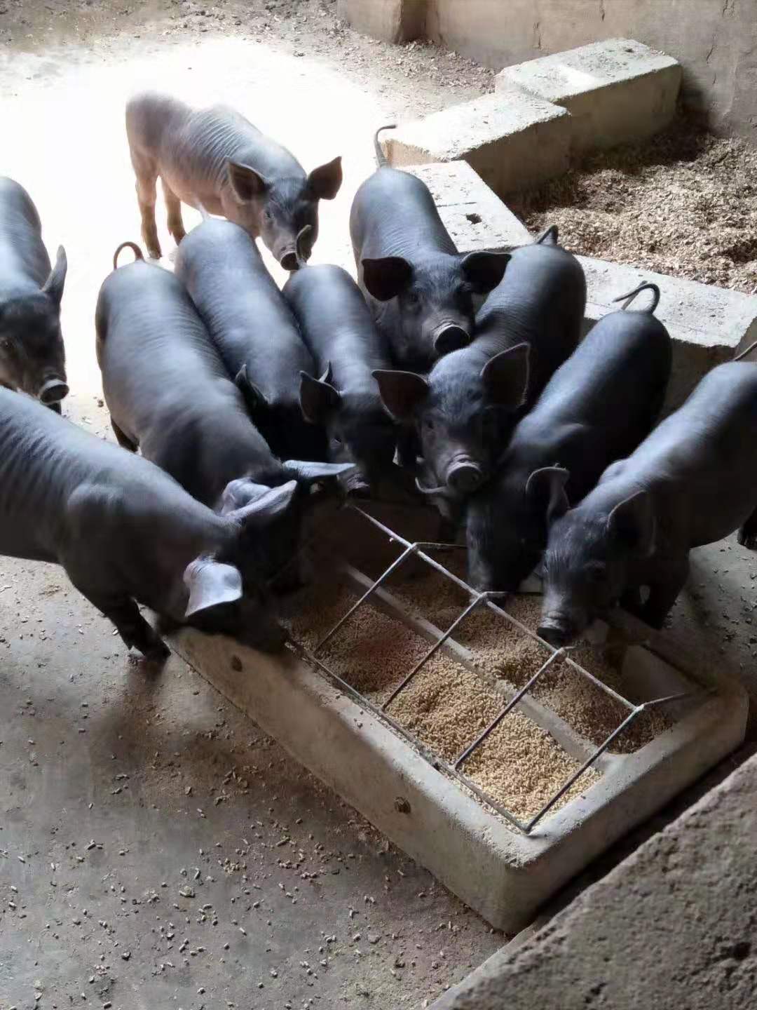 苏太母猪 黑母猪 - 云盟在线