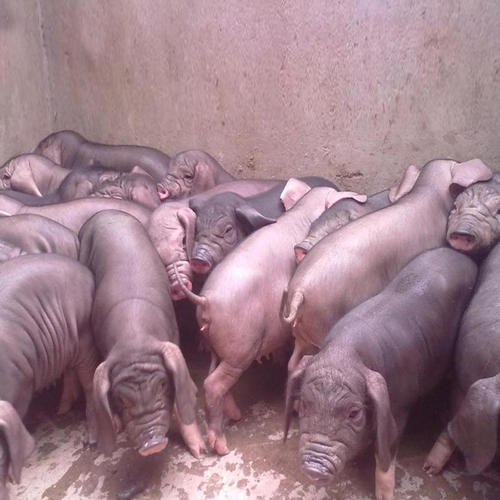 苏太母猪 纯种母猪