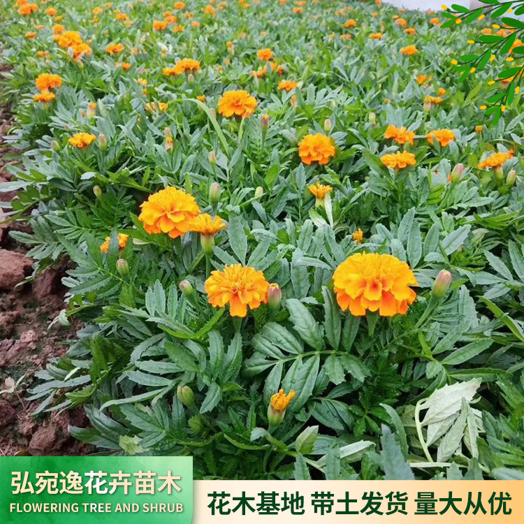 沈阳八宝景天批发，今日热点(2023更新中)(今日/服务详解)