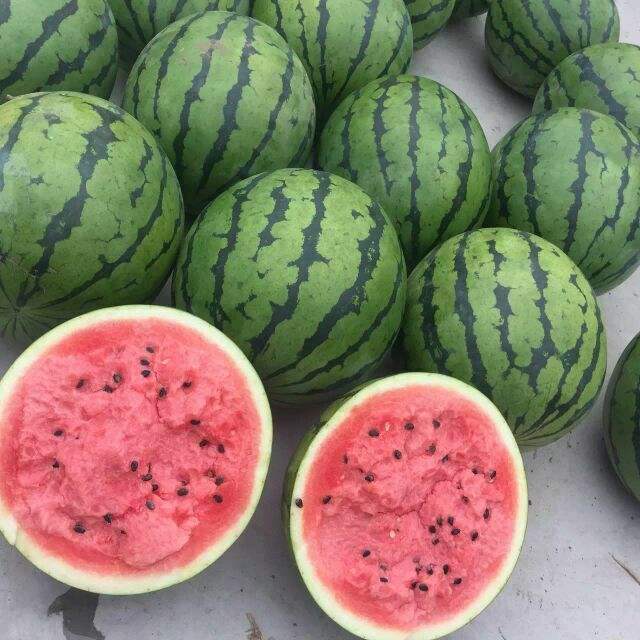 山东西瓜批发 甜王西瓜批发 西瓜价格 西瓜产地