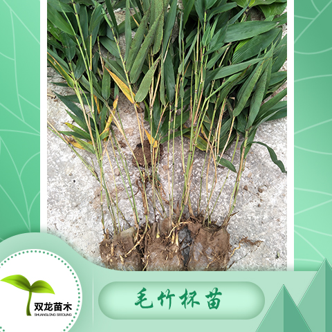 毛竹主要用移竹方式造林,也可采用实生苗或移鞭方式造林