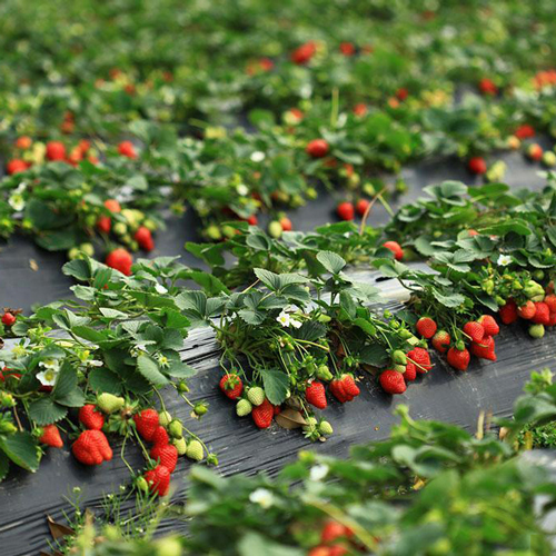 亲子游乐场多少钱一斤服务为先