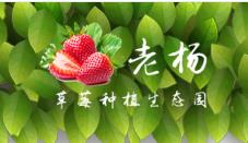 兴安县老杨草莓种植专业合作社