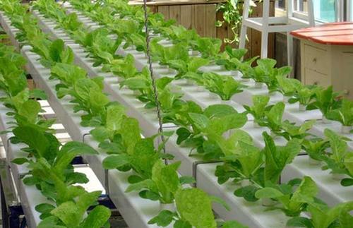 陕西无土栽培蔬菜生产技术