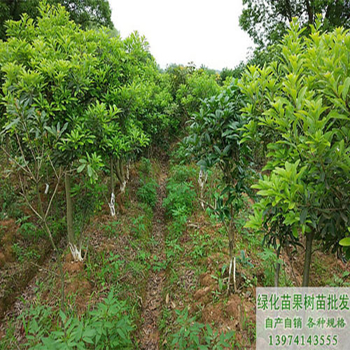 油茶樹苗,準備用新法種油茶樹.