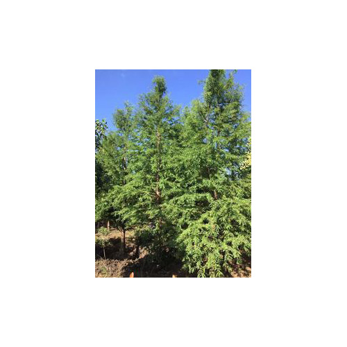 中山杉302,中山杉(第16页)_大山谷图库