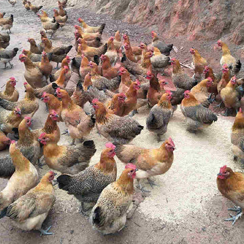 广西海兰褐蛋鸡苗生产厂家