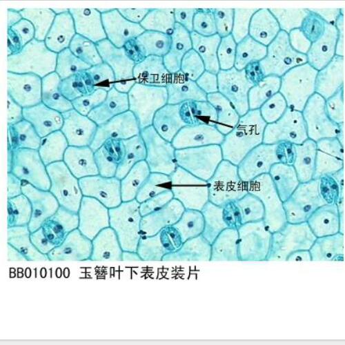 芹菜叶表皮细胞图图片