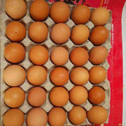 山东红玉鸡蛋