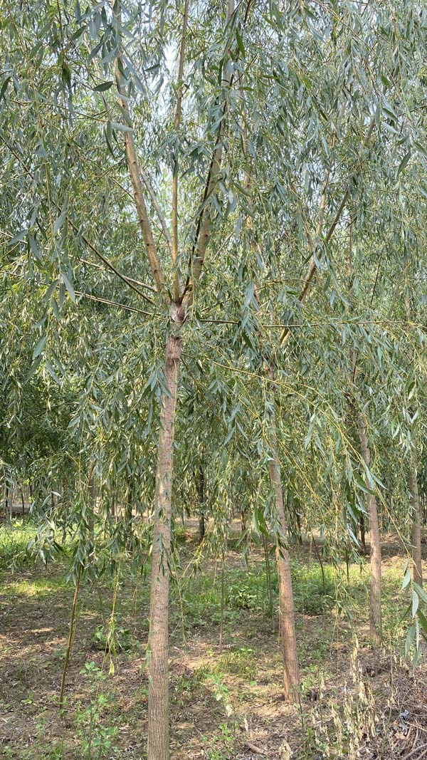 选用树杆通直的旱柳,选用一年生垂柳嫩条高接, 夏末树冠成型,冠幅达3