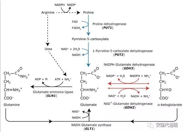 图5,白色念珠菌中氮同化和谷氨酸代谢的三种主要代谢途径