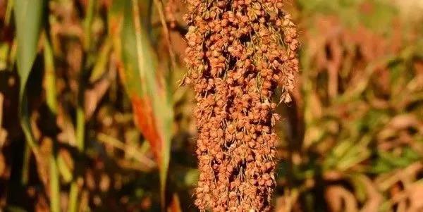 貴州醉美酒業——醬酒大師|偉大的作品,源于點滴積累