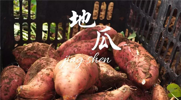 红薯批发价 红薯批发价