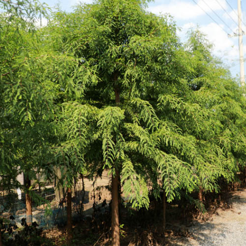 中山杉,中山杉树苗,中山杉苗木_大山谷图库